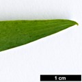 SpeciesSub: subsp. salicifolium var. salicifolium